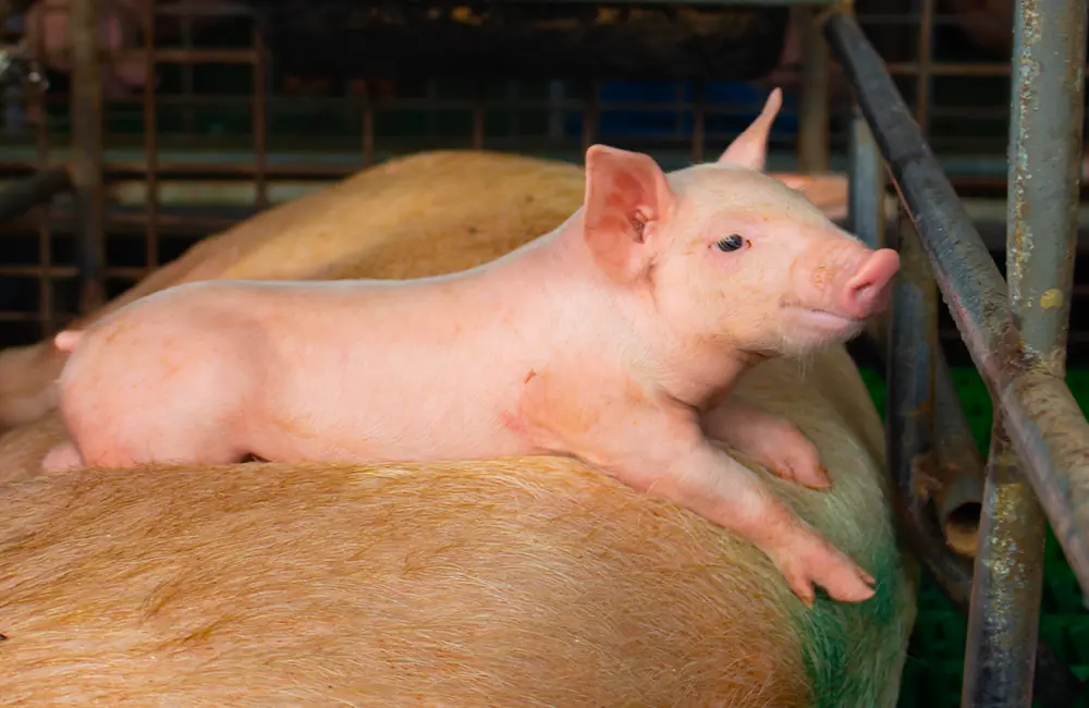 Cerdos-Proteina-Animal